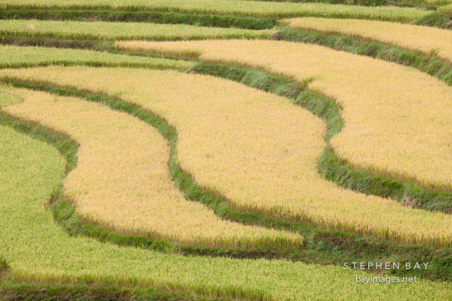 Rice terraces. Punakha, Bhutan.