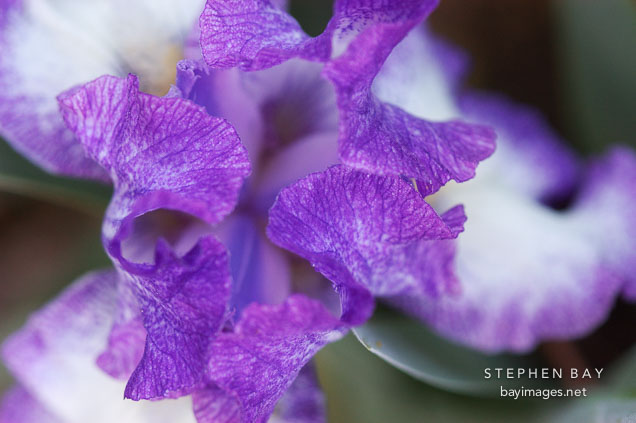 Iris.