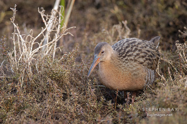 California clapper rail walking through the brush. Rallus longirostris obsoletus. Palo Alto Baylands Nature Preserve.