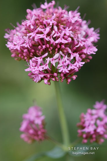 Centranthus ruber. Red valerian.