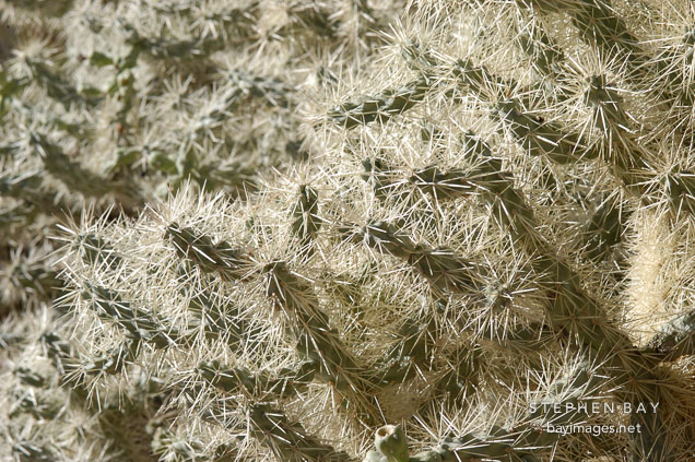 Cholla cactus. Opuntia