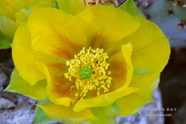 Prickly pear cactus. Opuntia phaeacantha.
