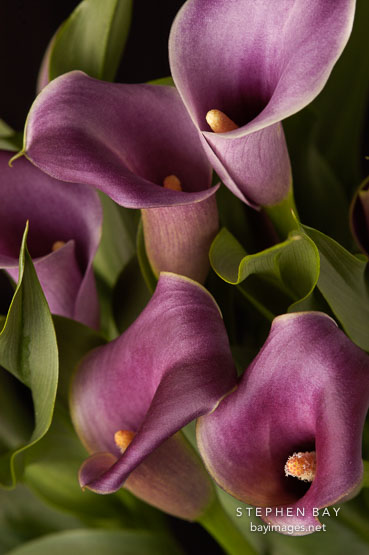 Calla Lily. Zantedeschia aethiopiea