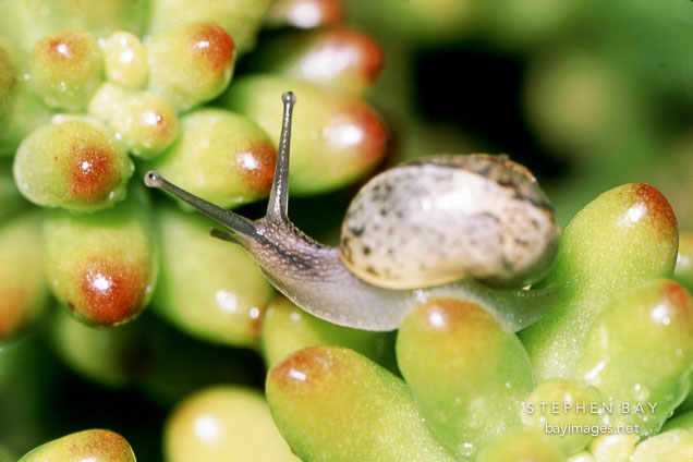 Brown garden snail on sedum rubrotinctum. Helix aspersa.