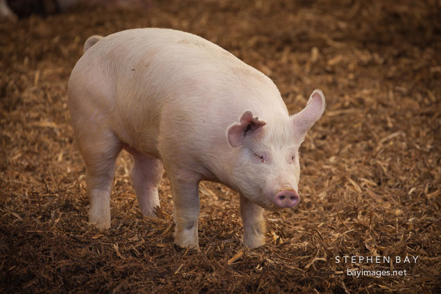 Finisher hog. ISU Swine Farm. Ames, Iowa.
