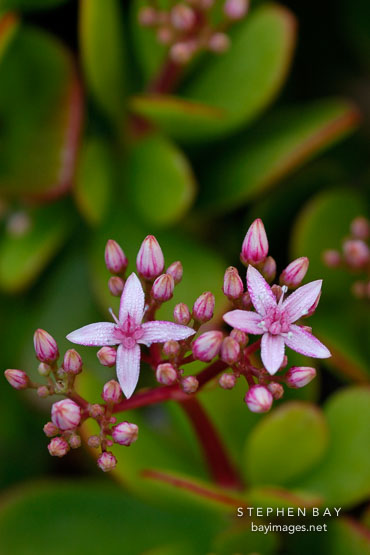 Flowering Jade Plant. Crassula ovata.
