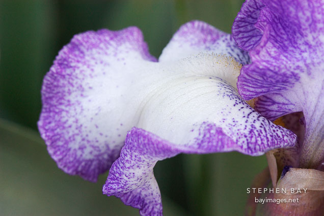 Iris.