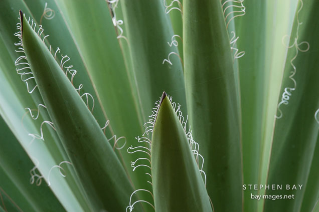 Unidentified succulent.