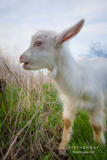 Baby goat. State Center, Iowa.