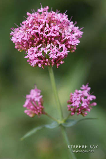 Centranthus ruber. Red valerian.