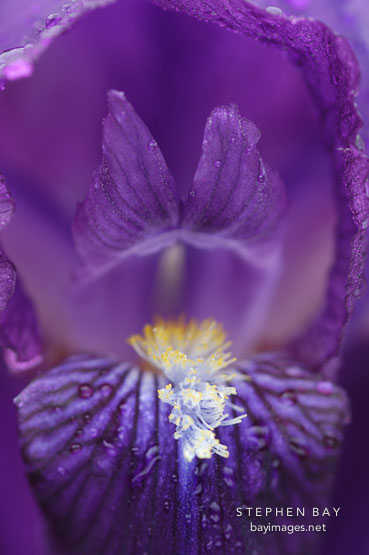 Purple Iris (rhizomatous and bearded).