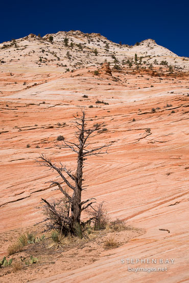 Dead tree in Zion Plateau. Zion NP, Utah.