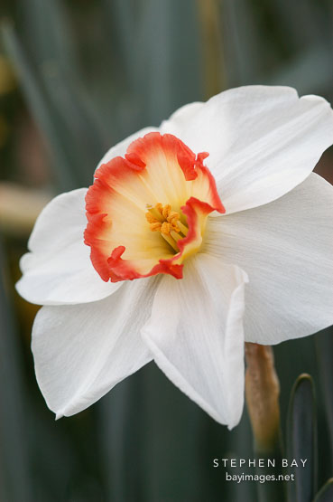 Narcissus 'Audubon', Daffodil.