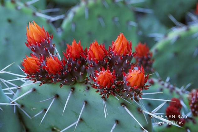 Prickly pear cactus. Opuntia phaeacantha.