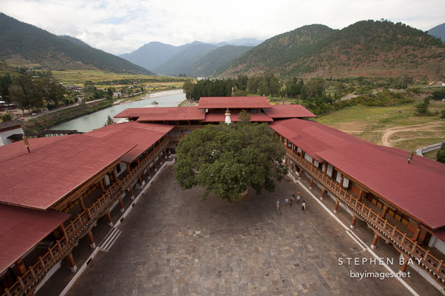 Bodhi tree inside the first courtyard of the Punakha Dzong.