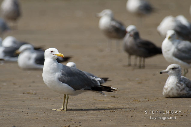 Seagulls at Pescadero state beach, California, USA.