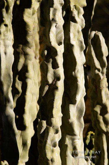 Harsh light on Totem pole cactus. Pachycereus schottii.