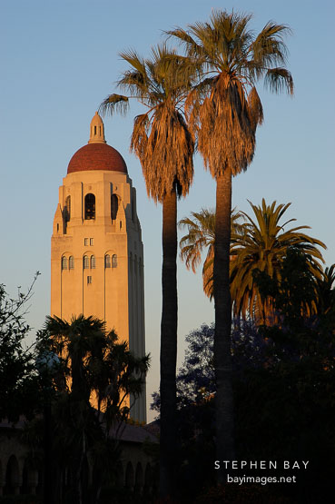 Hoover Tower and palm trees at sunset, Stanford, California.