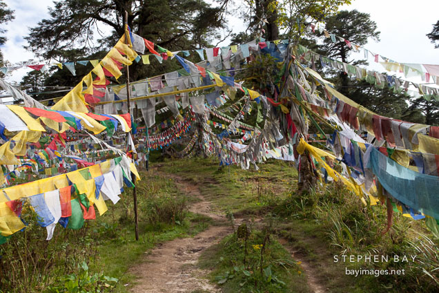 Path leading through prayer flags at Dochu La, Bhutan.