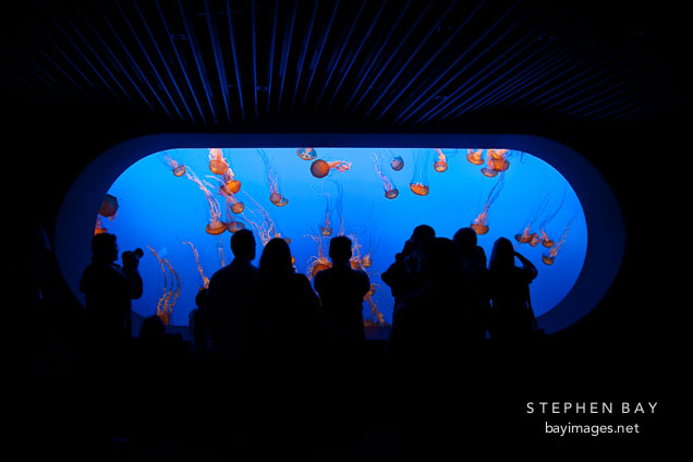 Visitors in front of the jellyfish display. Monterey Bay Aquarium, Monterey, California