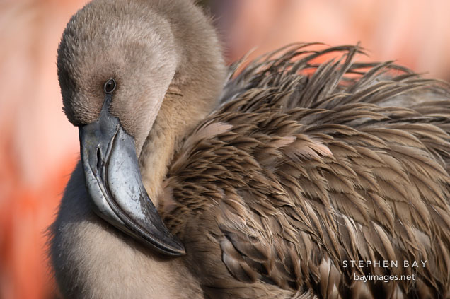Yearling Chilean Flamingo, Phoenicopterus chilensis. Pink flamingo.