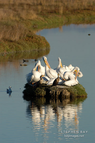 American white pelicans. Palo Alto Baylands Nature Preserve, California.