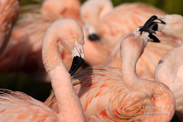 Chilean Flamingo and flock. Phoenicopterus chilensis. Pink flamingo.