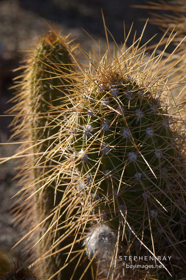 Echinopsis candicans