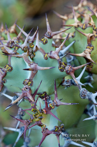 Euphorbia coerulescens. Stanford, California.