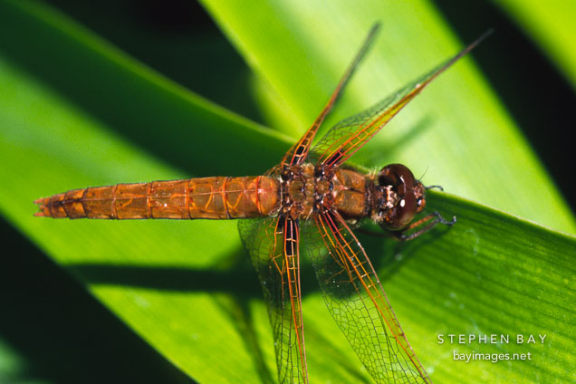 Flame skimmer. Libellula saturata. Monterey, California, USA.