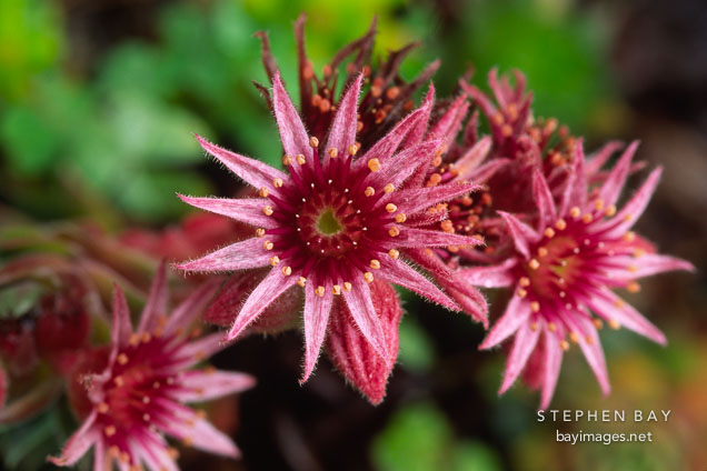 Flowering succulent.