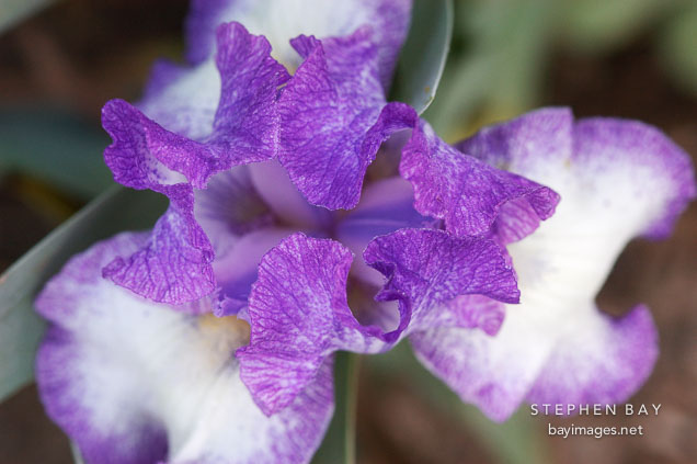 Iris.