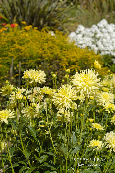 Dahlia