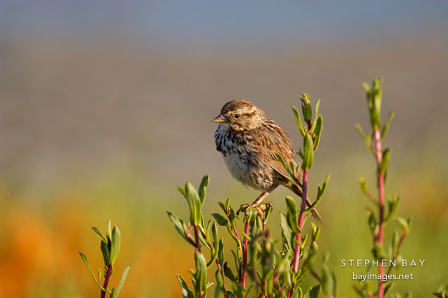 Belding's savannah sparrow, Passerculus sandwichensis. Palo Alto Baylands Nature Preserve, California.