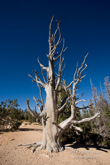 Bristlecone Pine on the Loop Trail, Bryce Canyon NP, Utah.