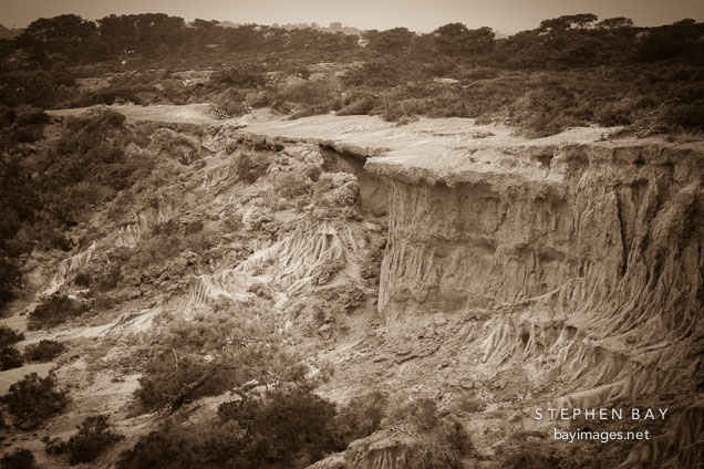 Eroding hillside. Torrey Pines State Reserve. San Diego, California.