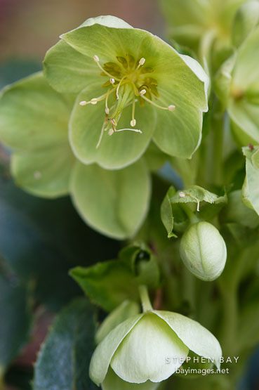 Helleborus argutifolius, Corsican Hellebore.