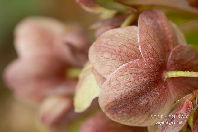 Helleborus x sternii.