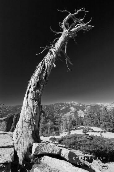 Twisted pine tree at Sentinel Dome, Yosemite National Park, California, USA.