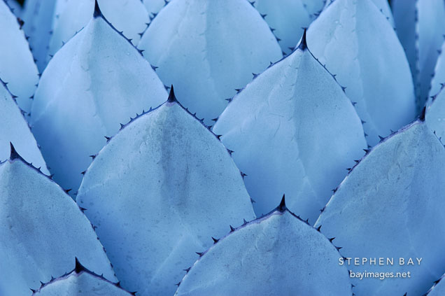 Leaves of Mescal agave, Agave parryi.