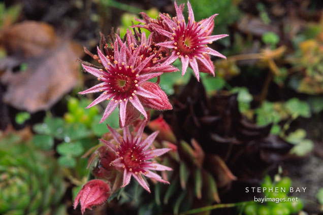 Flowering succulent.