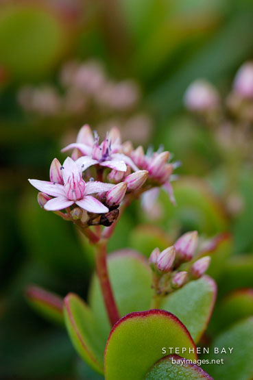 Jade Plant. Crassula ovata.