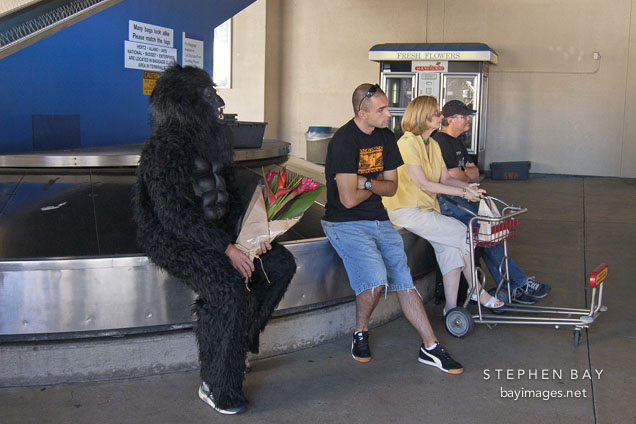 Man in gorilla suit with flowers. Bob Hope Airport, Burbank, California, USA.