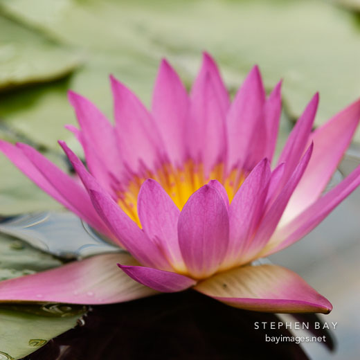 Nymphaea x. Water lilies.