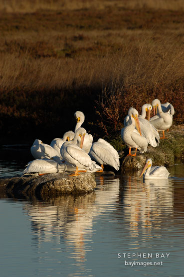 American white pelicans,  Pelecanus erythrorhynchos. Palo Alto Baylands Nature Preserve, California.