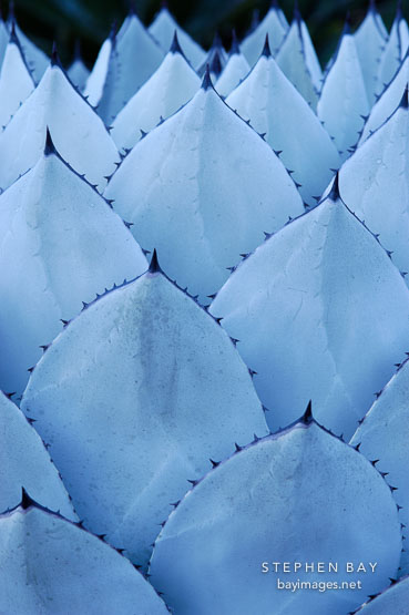 Mescal agave, Agave parryi.