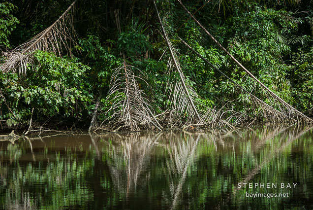 Tortuguero, Costa Rica.
