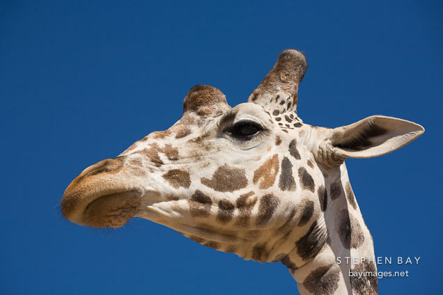 Close-up of giraffe's head.