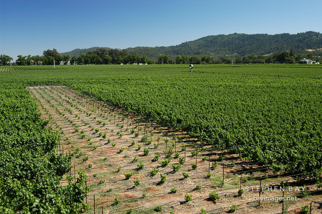 Grape fields. Napa Valley, California.