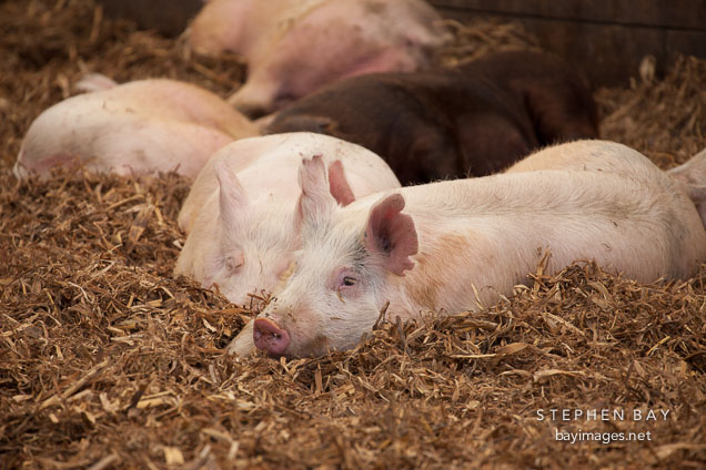 Grow-finish pigs resting. ISU Swine Farm. Ames, Iowa.